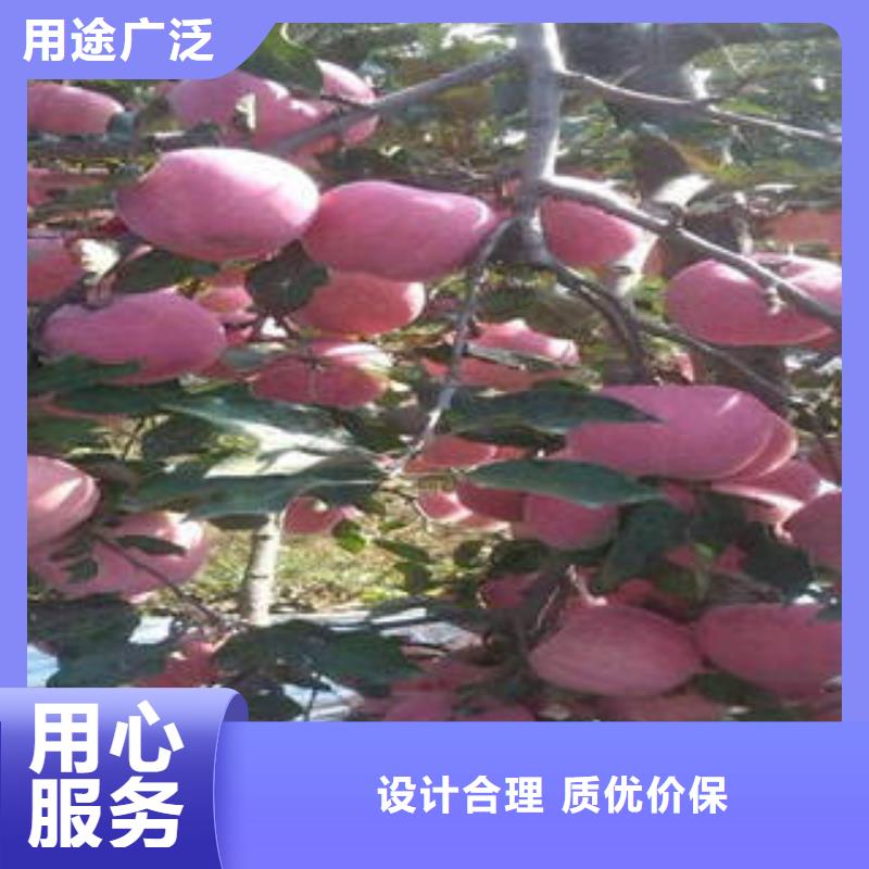 红富士苹果_【苹果种植基地】精品优选