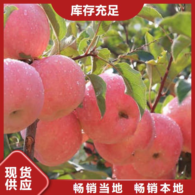 红富士苹果苹果种植基地实力优品