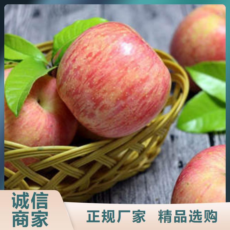 红富士苹果【苹果种植基地】发货及时