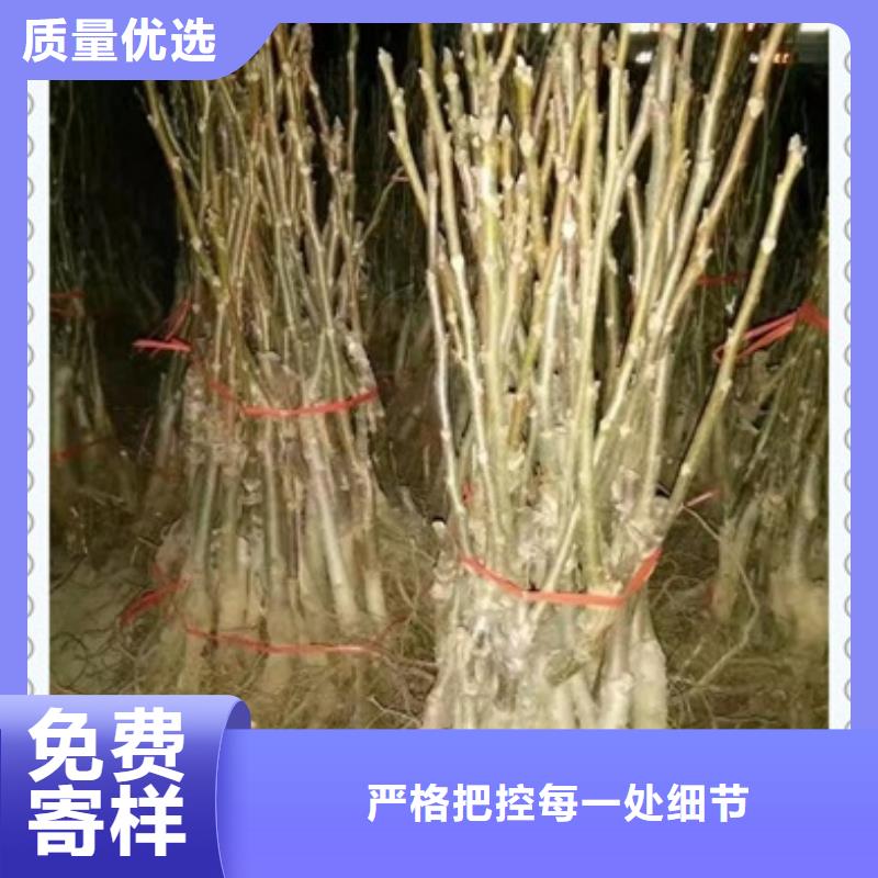 【核桃苗】蓝莓苗细节决定成败