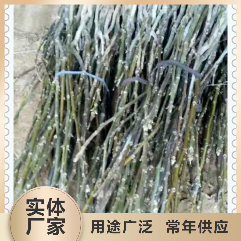 核桃苗【苹果苗】好货直销