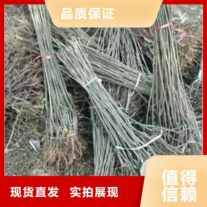 板栗苗_核桃苗源头厂家量大价优