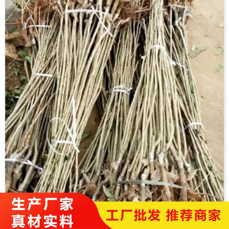 板栗苗_核桃苗源头厂家量大价优