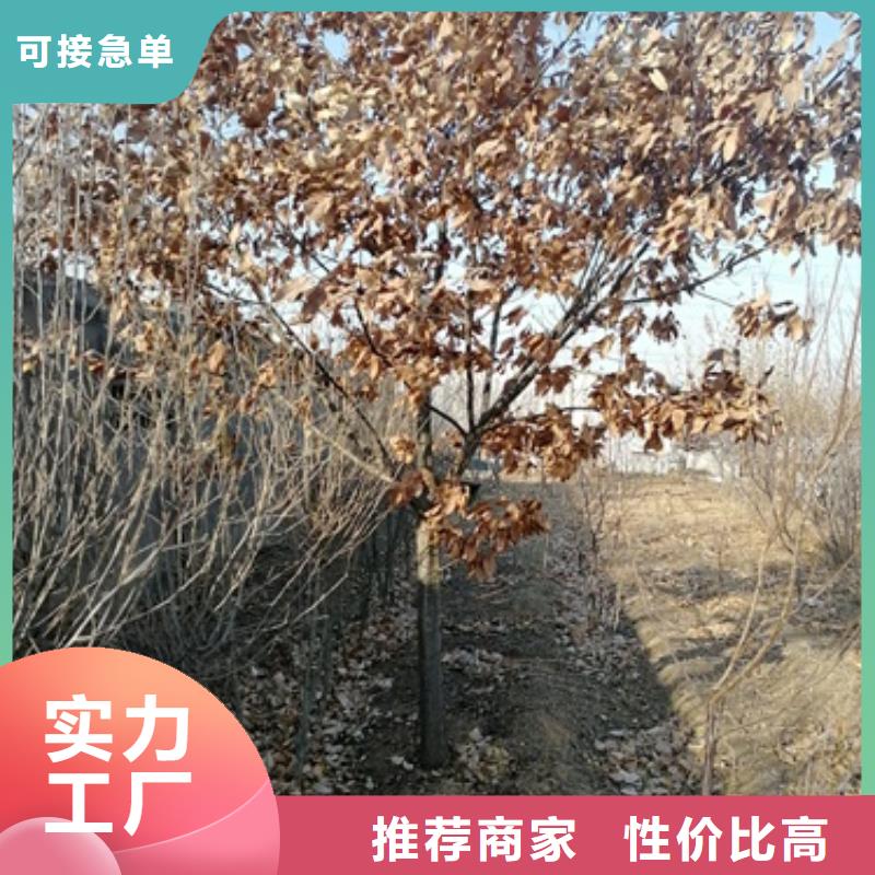 板栗苗_核桃苗源头厂家量大价优