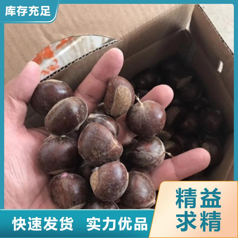 板栗苗_核桃苗源头厂家量大价优