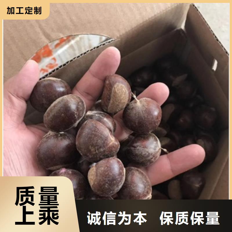 板栗苗桃树苗生产加工