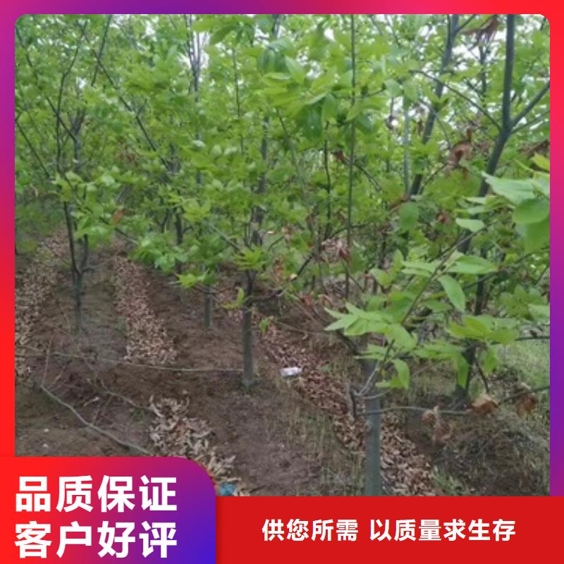 板栗苗核桃苗质优价保