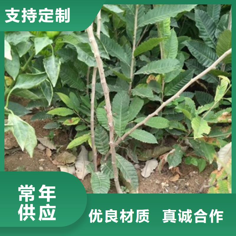 板栗苗_核桃苗源头厂家量大价优