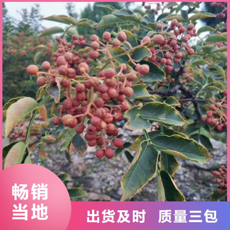 【花椒苗桃树苗优质货源】