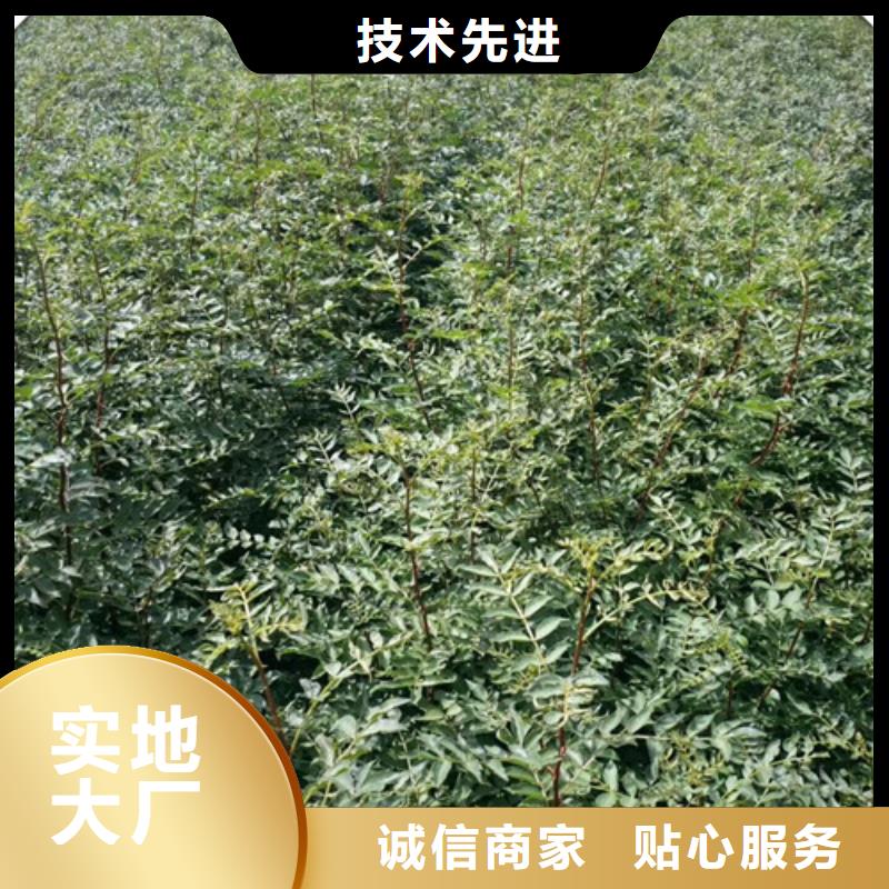 花椒苗_桃树苗精选好货