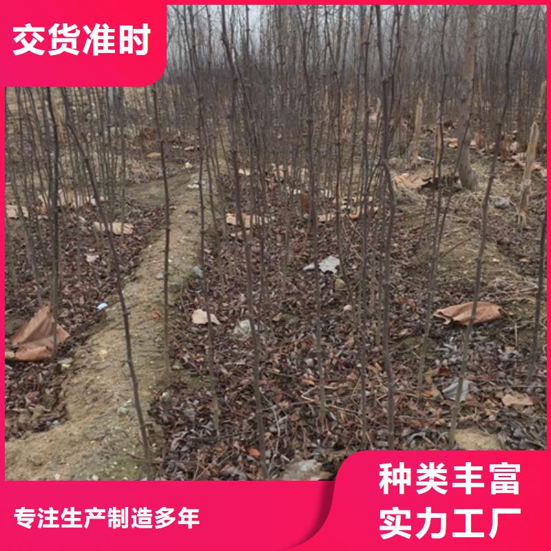 花椒苗【板栗苗】精致工艺