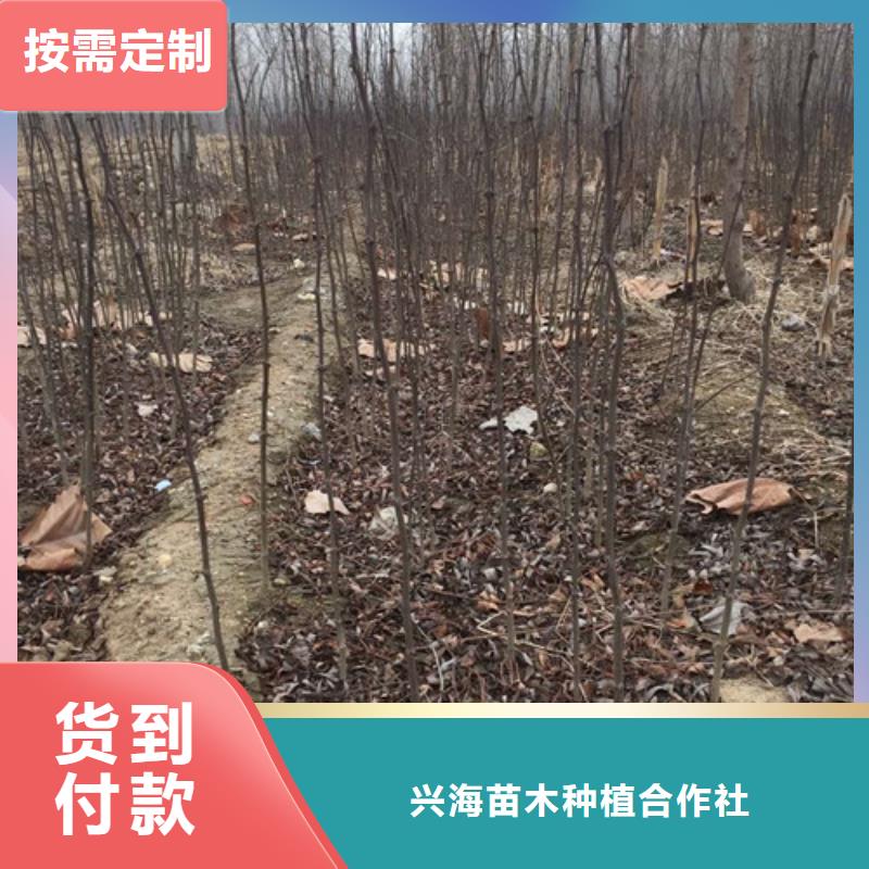 花椒苗桃树苗当地货源