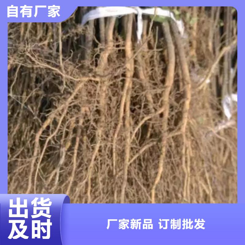 花椒苗桃树苗当地货源