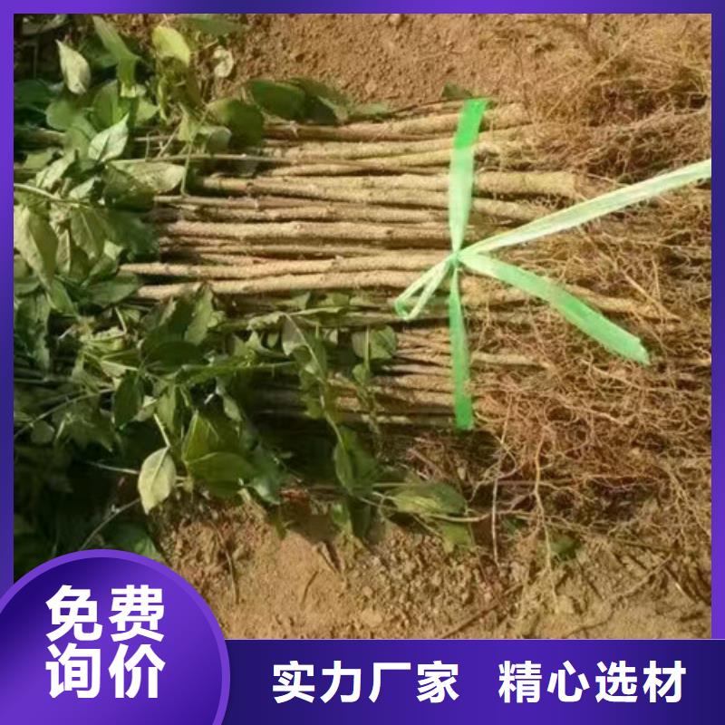 花椒苗桃树苗当地货源