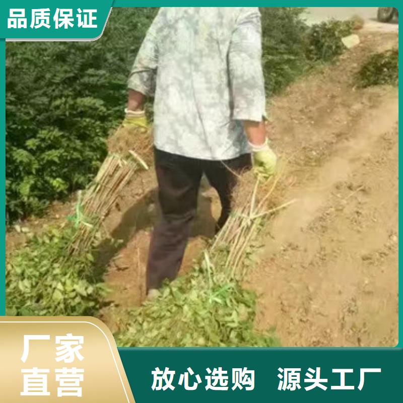 花椒苗苹果苗品质值得信赖