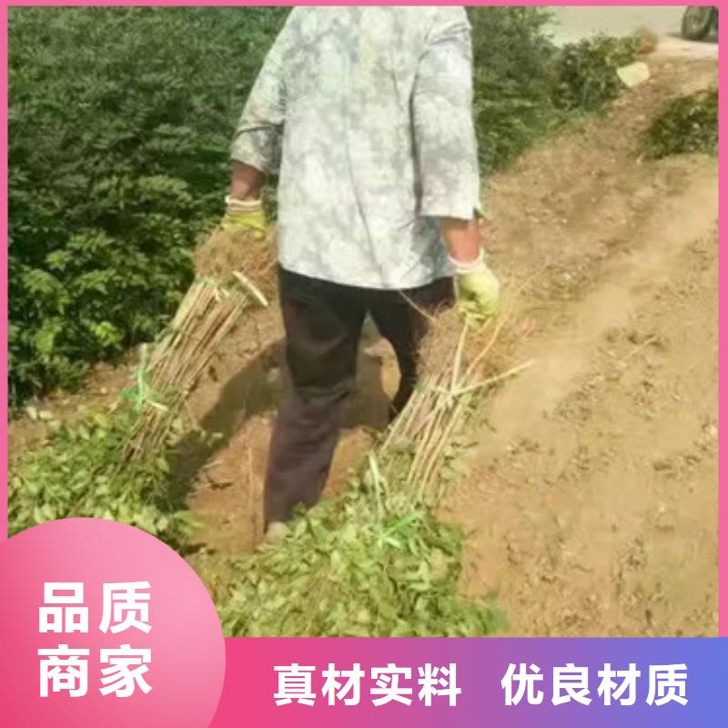 花椒苗李子苗产品细节