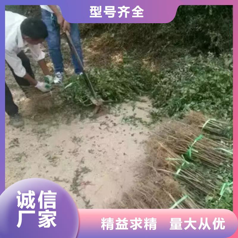 花椒苗-蓝莓苗经销商