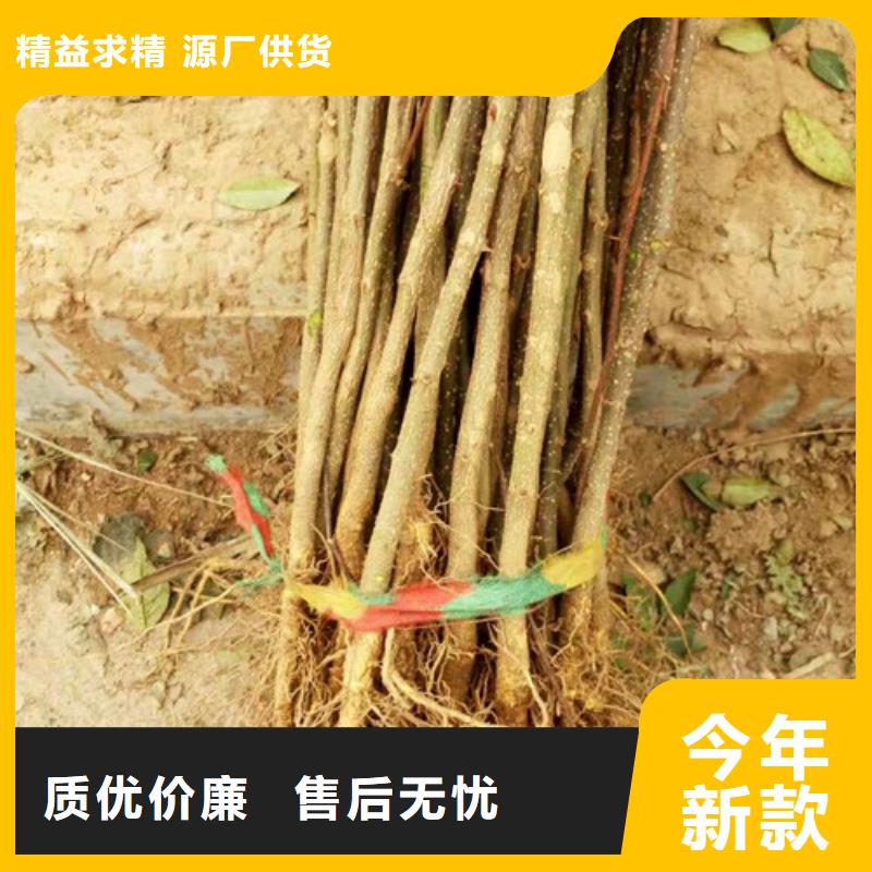 花椒苗【桃树苗】严选用料