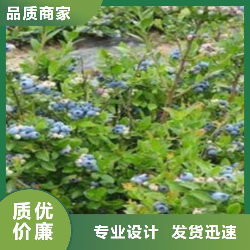 蓝莓苗-花椒苗为您提供一站式采购服务