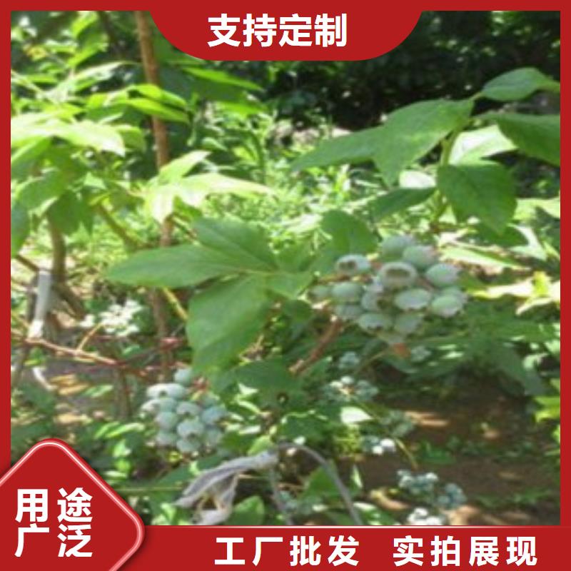 蓝莓苗_【梨树苗】实体诚信经营