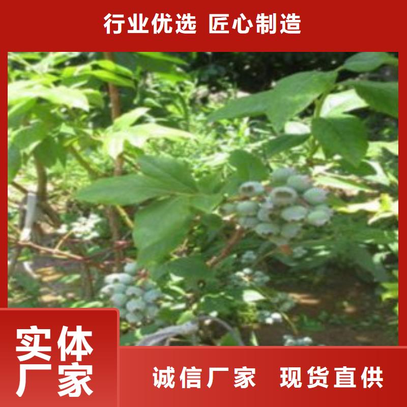 蓝莓苗,桃树苗多种场景适用