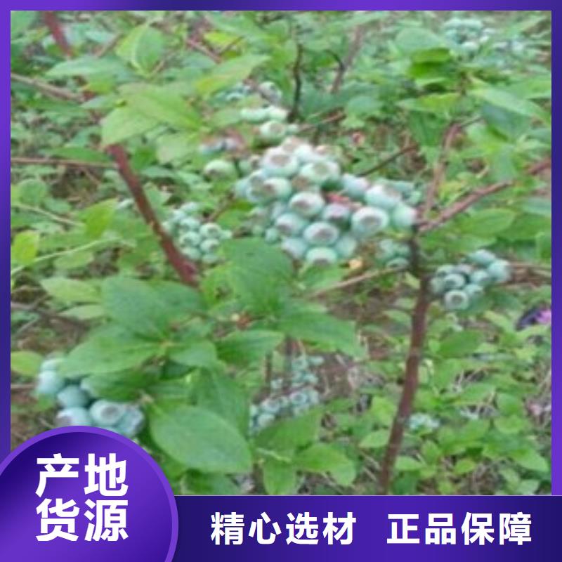 蓝莓苗苹果苗从厂家买售后有保障