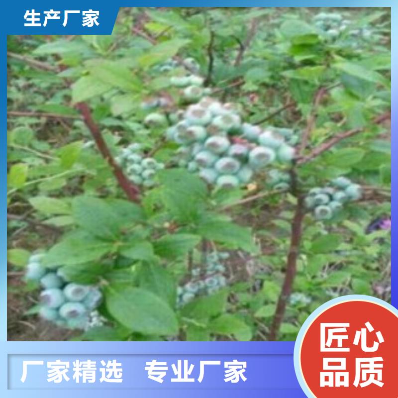 【蓝莓苗梨树苗厂家直销供货稳定】