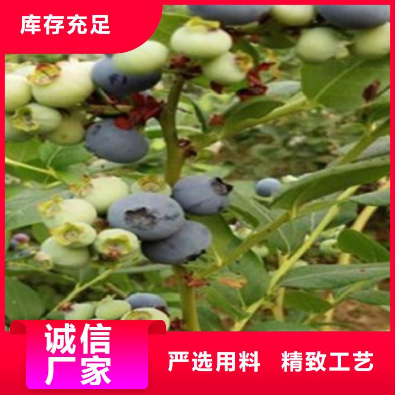 【蓝莓苗】桃树苗当日价格