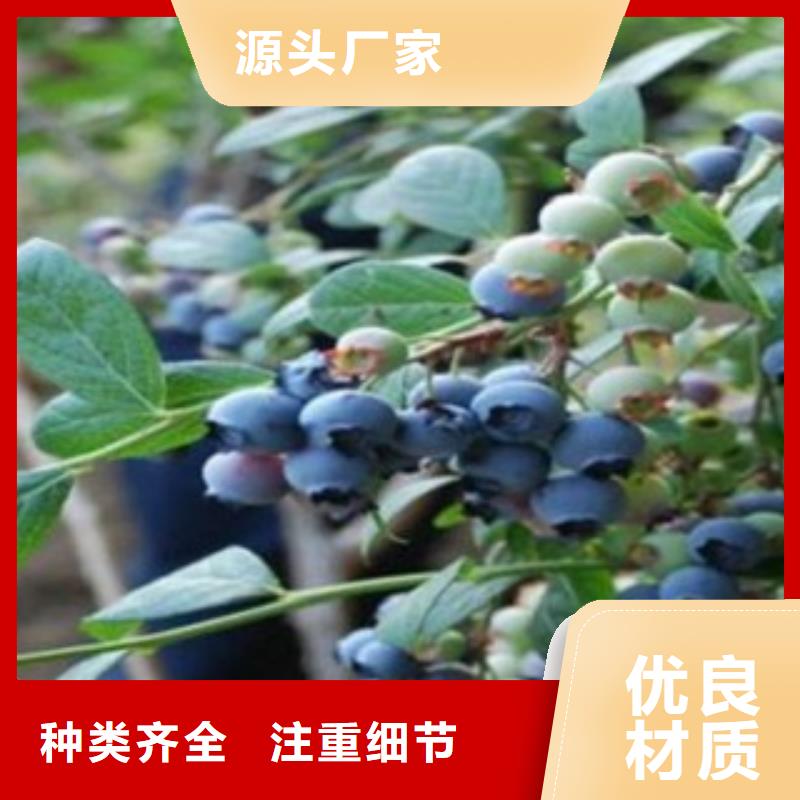 【蓝莓苗】桃树苗当日价格