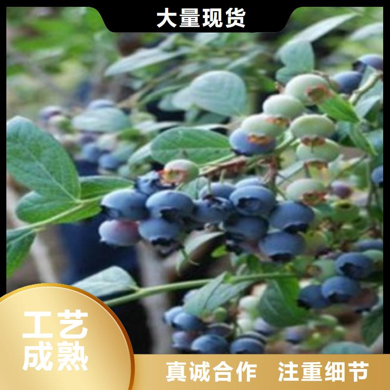 蓝莓苗-花椒苗严选用料