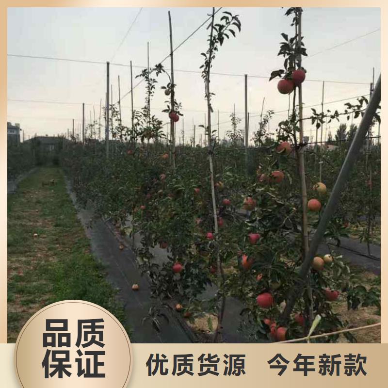 苹果苗,【梨树苗】厂家质量过硬