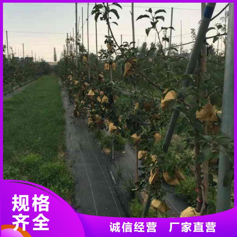 苹果苗【桃树苗】品质保证