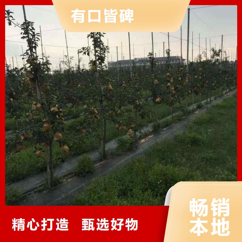 苹果苗_桃树苗适用范围广