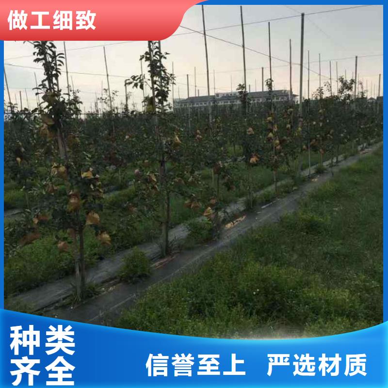 苹果苗蓝莓苗厂家精选