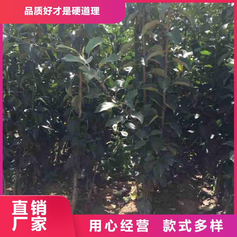 苹果苗【梨树苗】批发供应