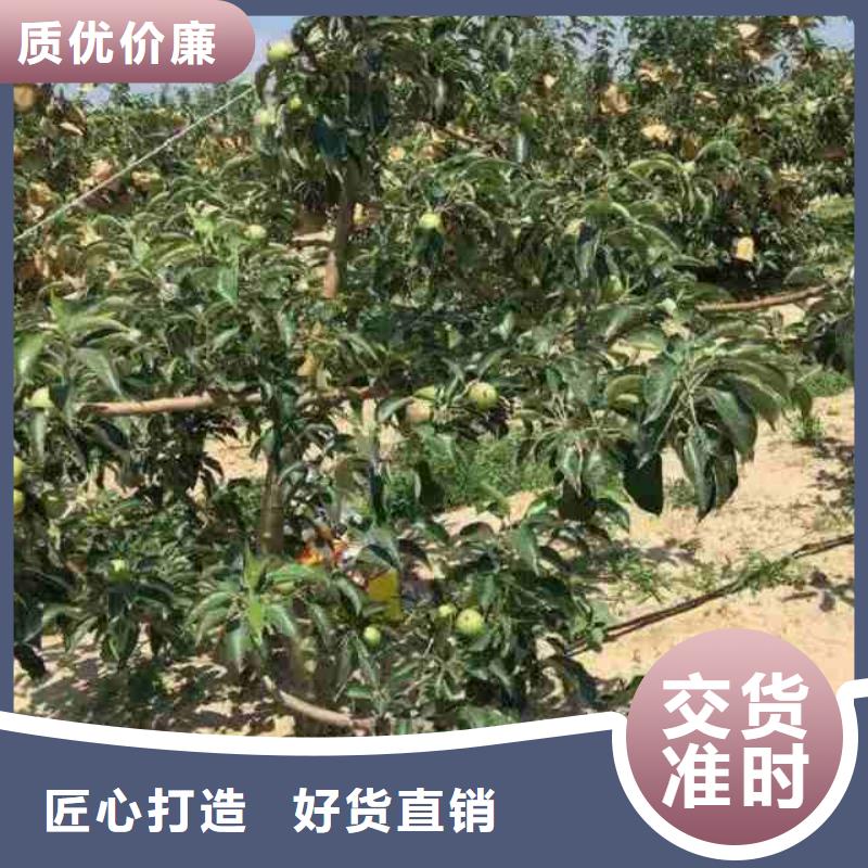 苹果苗_桃树苗适用范围广