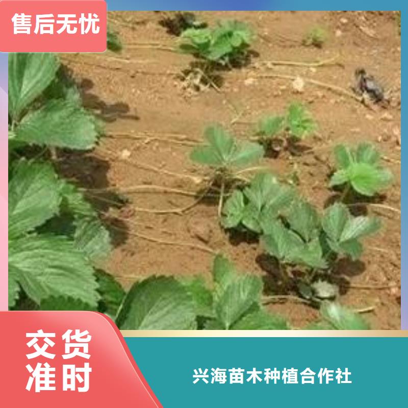 【草莓苗】桃树苗产地采购