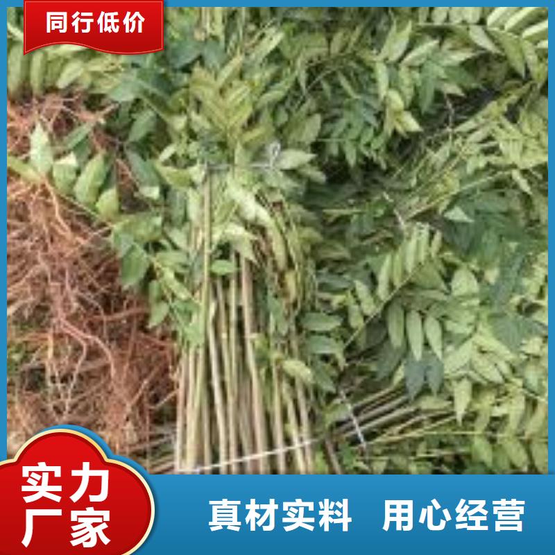 香椿苗-花椒苗型号齐全