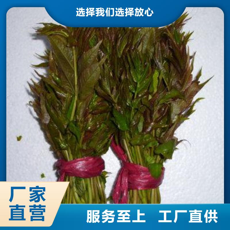 香椿苗-花椒苗型号齐全