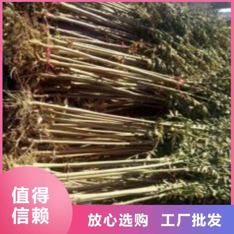 香椿苗梨树苗当日价格