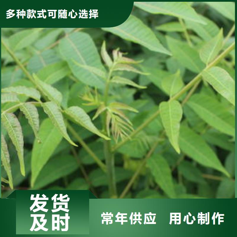 香椿苗-花椒苗型号齐全