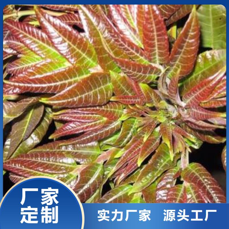 香椿苗-花椒苗型号齐全