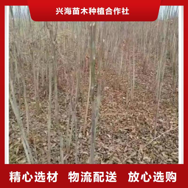 香椿苗,花椒苗讲信誉保质量