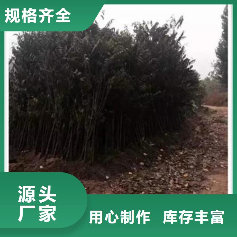 香椿苗梨树苗当日价格