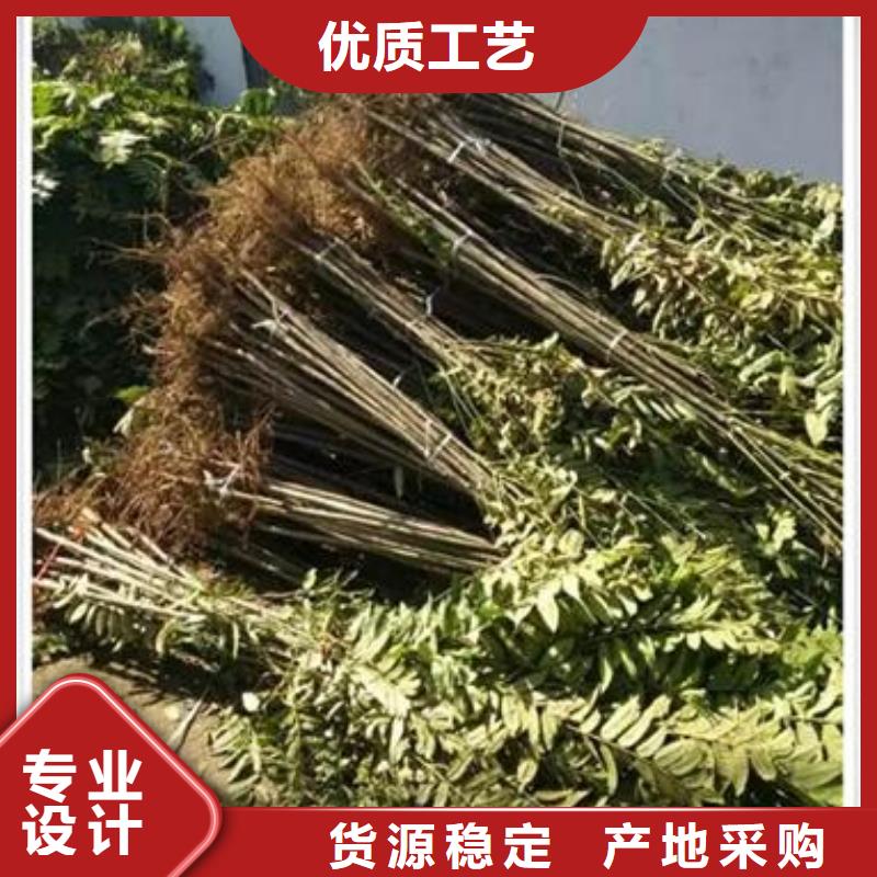 香椿苗花椒苗工厂价格