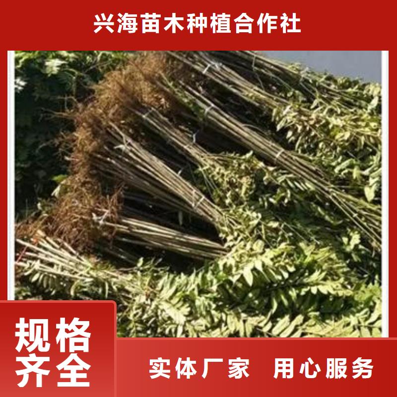 香椿苗梨树苗推荐厂家