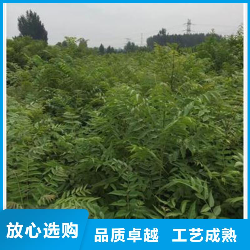 香椿苗蓝莓苗多种规格供您选择