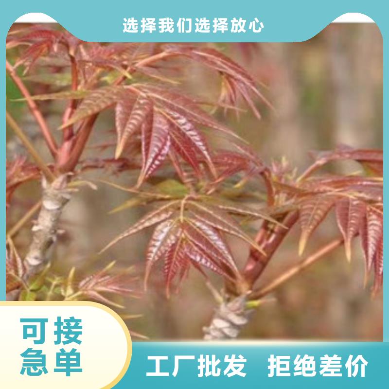 香椿苗蓝莓苗多种规格供您选择