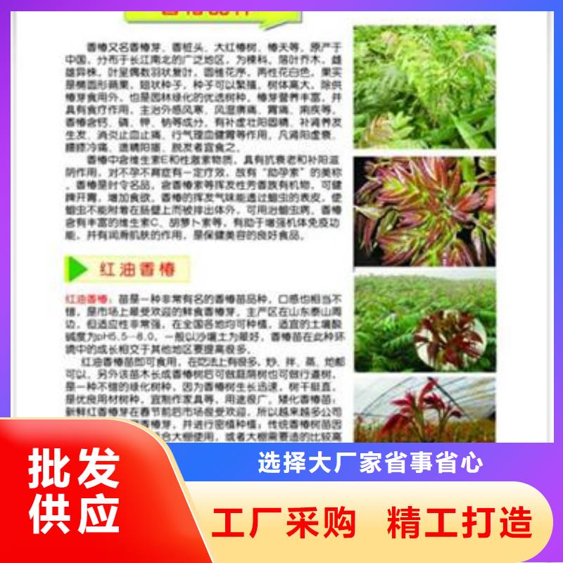 香椿苗梨树苗严格把控质量