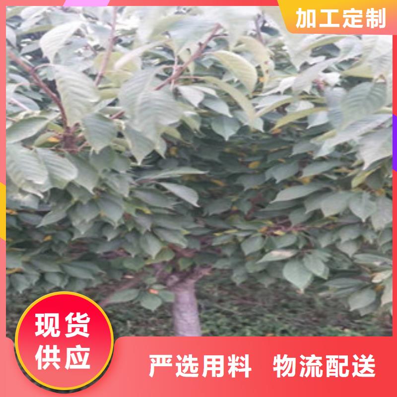 【樱花】占地果树用的放心